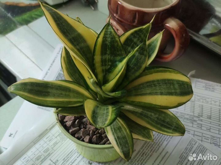 Сансевиерии разные