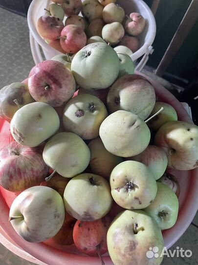 Яблоки дачные