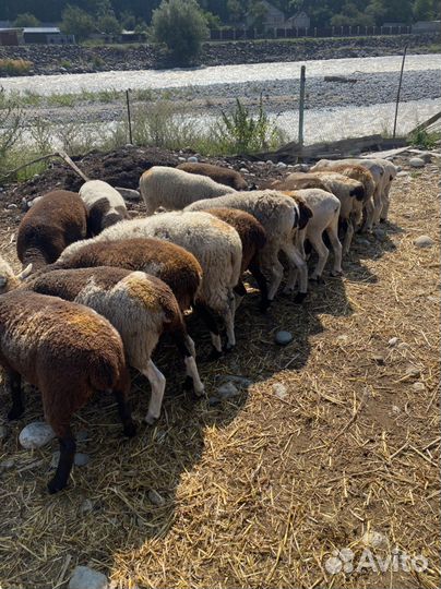 Овцы дорпер