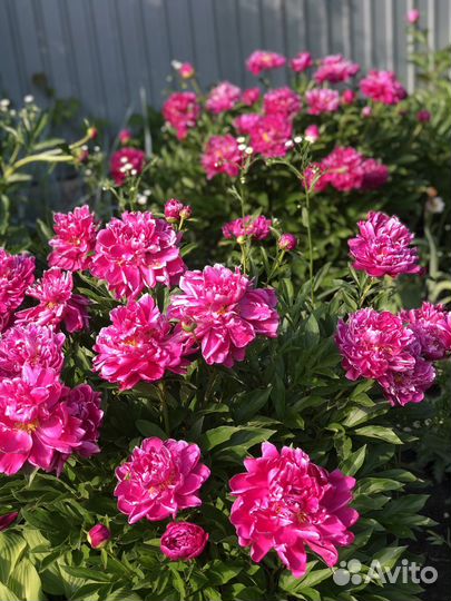 Растения для сада