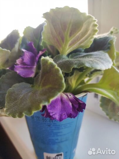 Сортовые фиалки