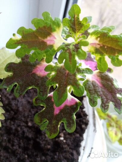 Колеус комнатные цветы