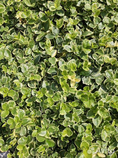 Растение Солидастер