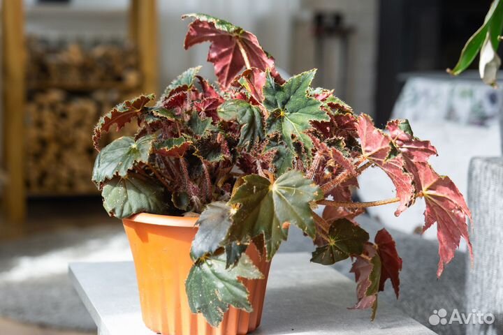 Бегония клеопатра