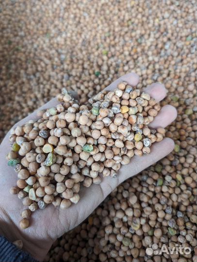 Нут корм для животных