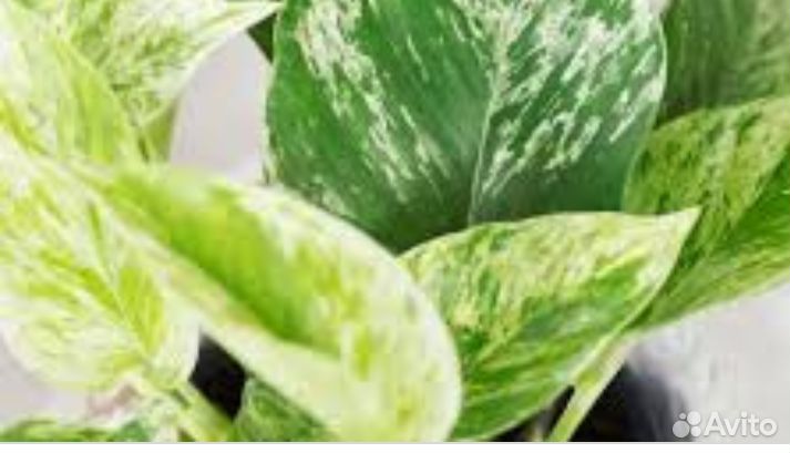 Эпипремнум снежная королева