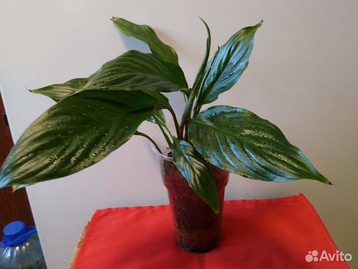 Спатифиллюм