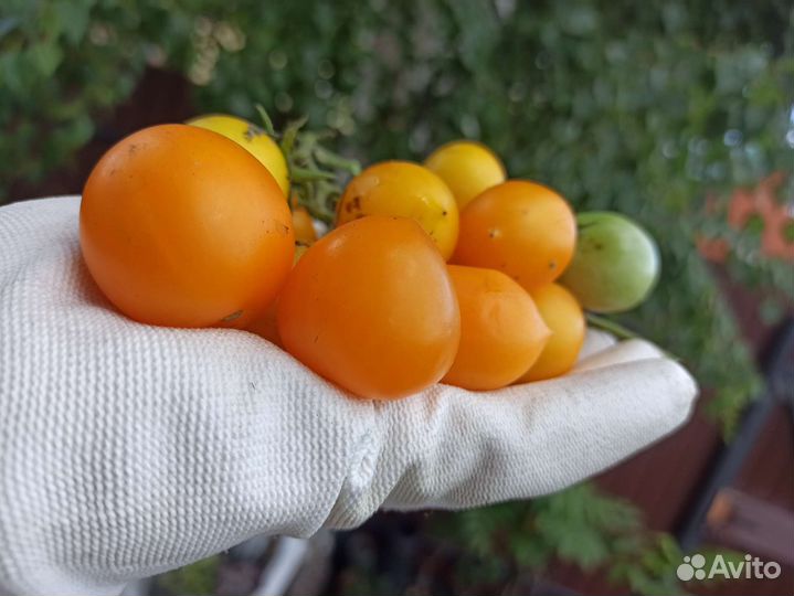 Семена томата Гора Везувий коллекционный