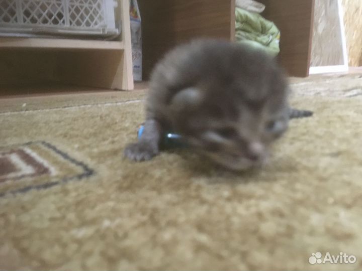 Домашние животные кошки