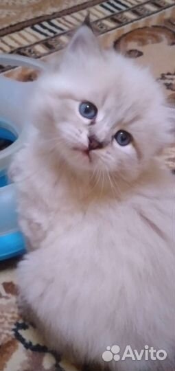 Невские маскарадные котята