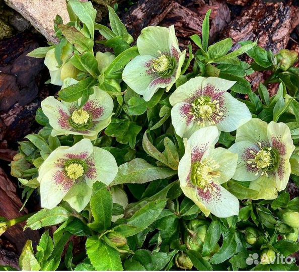 Морозник Кавказкий