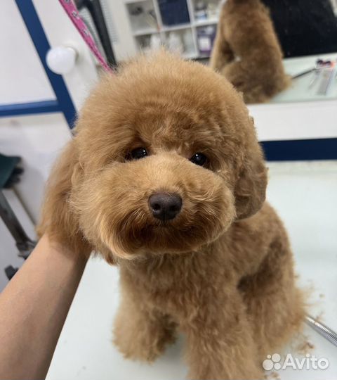 Груминг курсы обучение