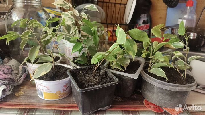 Фикус бенджамина