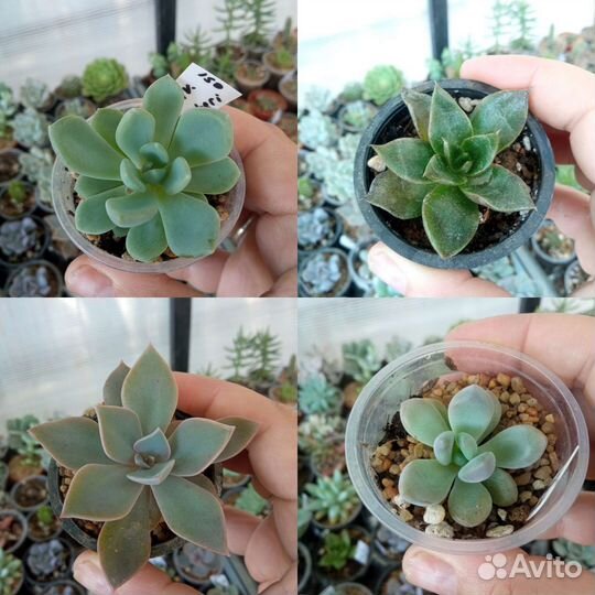 Суккуленты эхеверия крассула седум