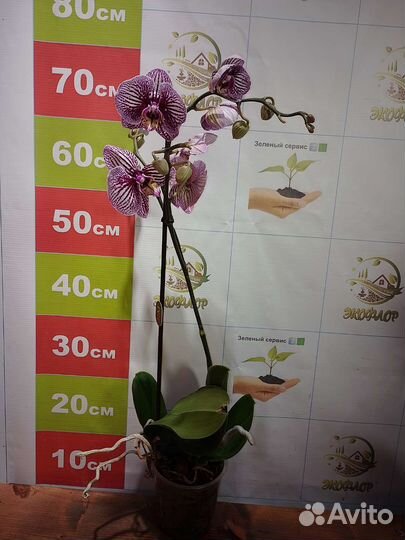 Орхидея фаленопсис