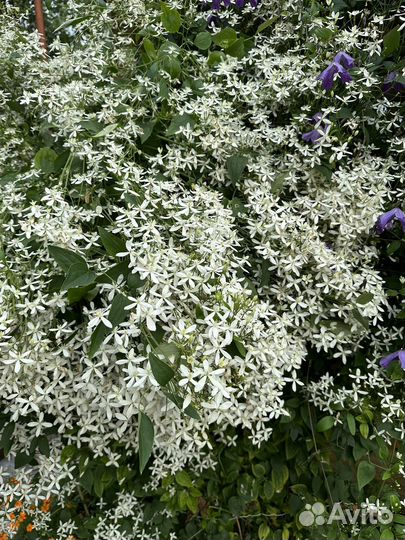 Саженцы Клематиса