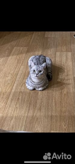 Шотландская