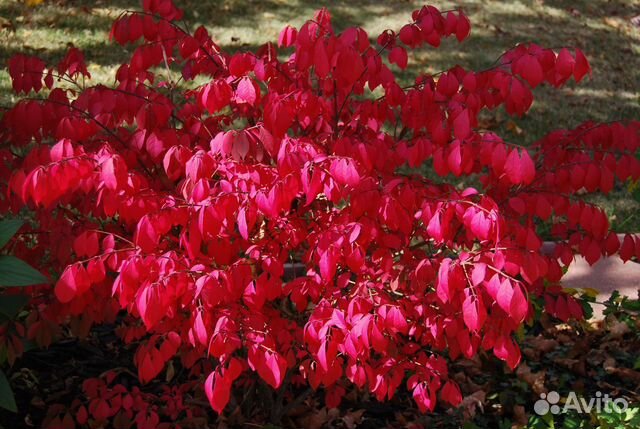 Бересклет крылатый компактус (опт) купить в Москве | Товары для дома и ...