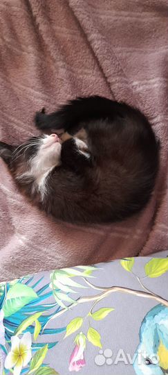 SOS котенок ищет дом