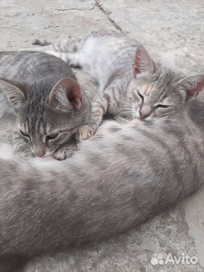 Котята в добрые руки.ищут