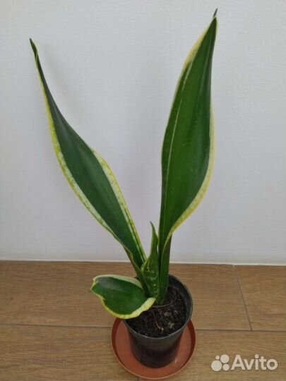 Сансевиерия Блек Голд