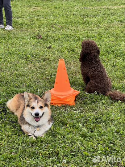 Передержка и выгул собак, няня для собак