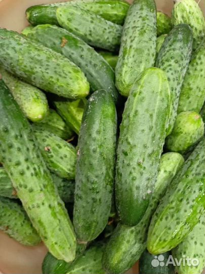Огурцы свежие домашние
