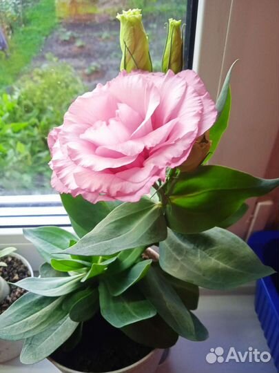 Лизиантус или Эустома