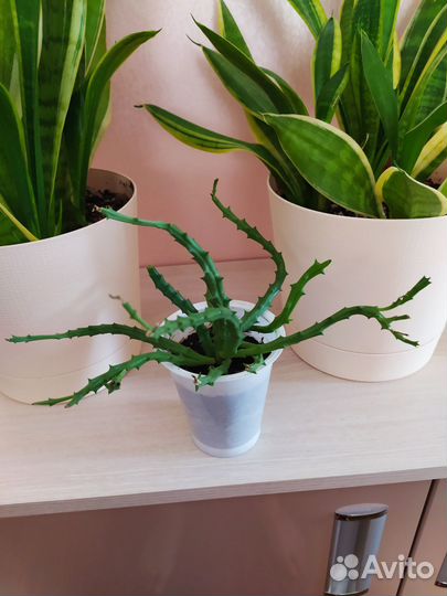 Цветок стапелия