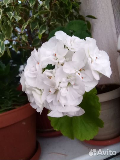 Герань и каланхое. Лимон.Фикус бенджамино