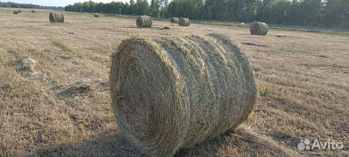 Сено рулоны