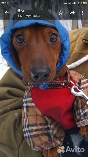 Красавец карликовый такс ищет невесту