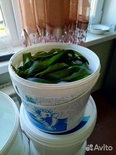 Аквариумная прополка