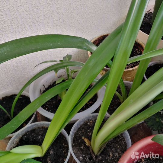 Гиппиаструм