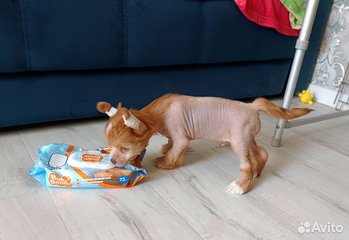 Мальчик Китайской хохлатой собаки