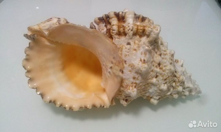 Ракушка большая морская моллюска Бурса Бубо