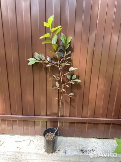 Черемуха Колората