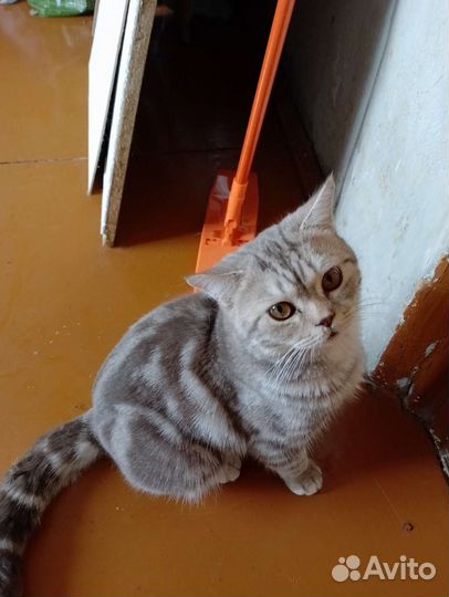 Шотландская кошка