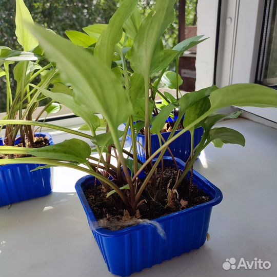 Дримиопсис