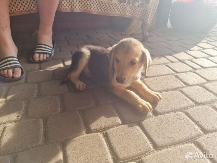 Щенки русской гончей