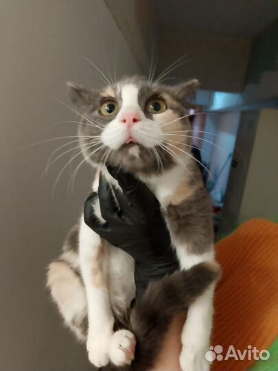 Мозайка ищет дом