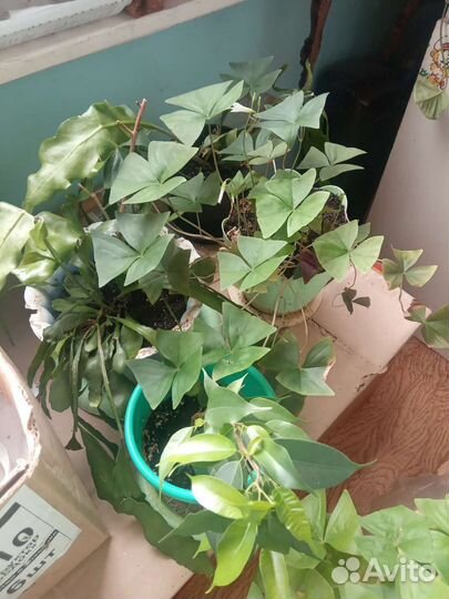 Комнатные цветы