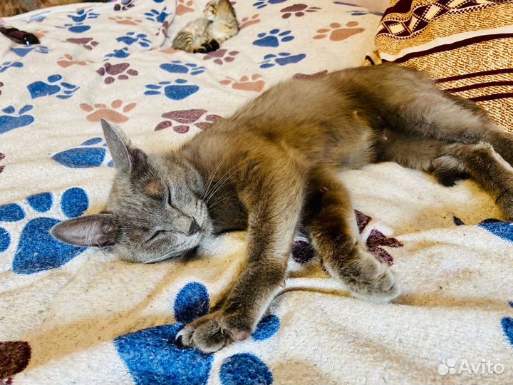 Кошка молодая нужен дом или передержка