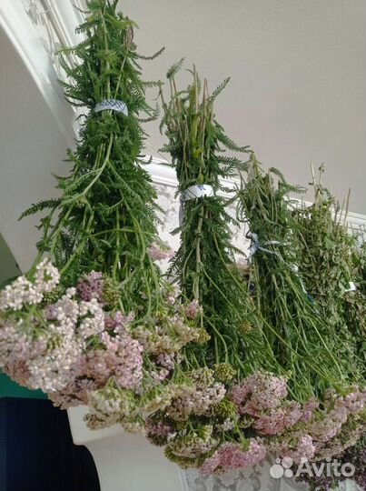 Тысячелистник