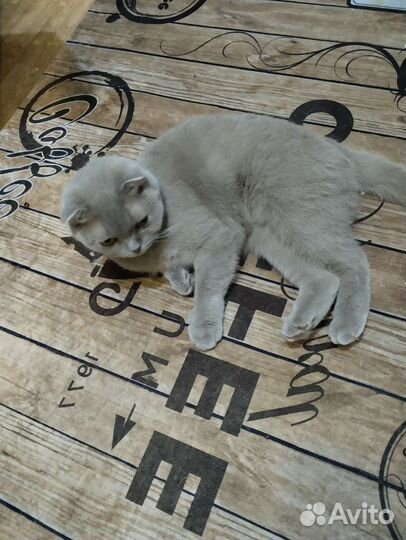 Британская кошка в дар