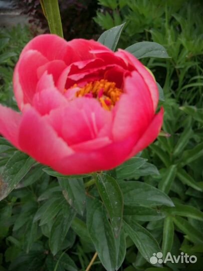 Декабрист шлюмбергера сортовые