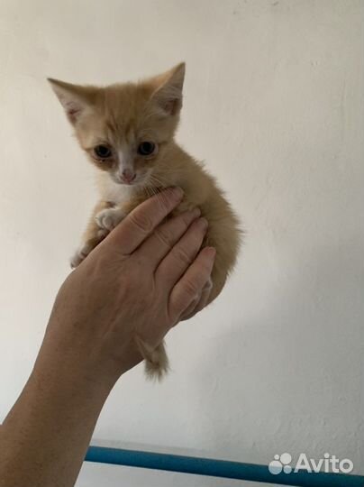 Котята в добрые руки мальчики