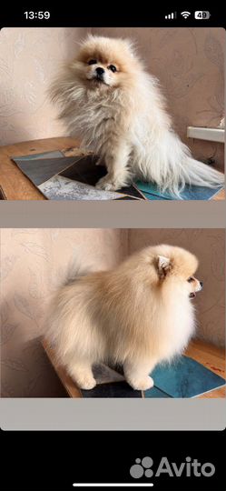 Груминг Магдагачи