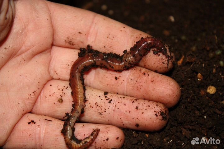 Ищу партнеров для реализации продукции вермифермы