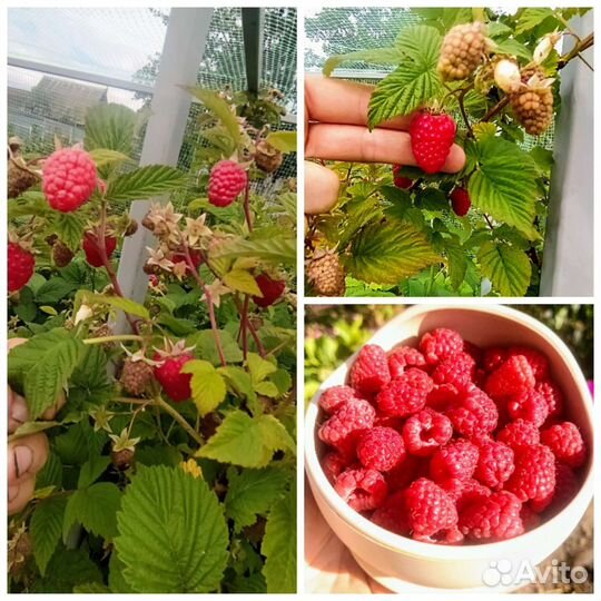 Саженцы малины, ежевики